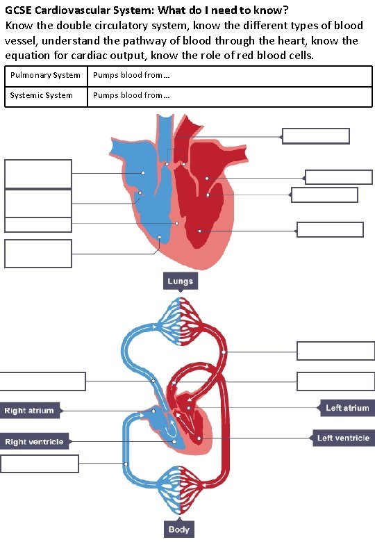 GCSE Cardiovascular System: What do I need to know? Know the double circulatory system, GCSE Cardiovascular System: What do I need to know? Know the double circulatory system,