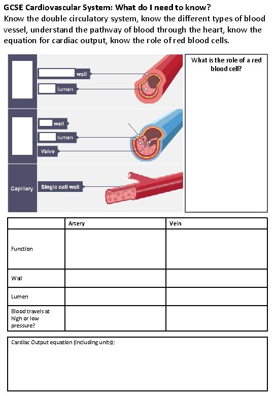 GCSE Cardiovascular System: What do I need to know? Know the double circulatory system, GCSE Cardiovascular System: What do I need to know? Know the double circulatory system,