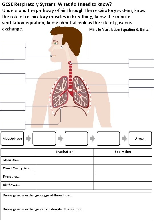 GCSE Respiratory System: What do I need to know? Understand the pathway of air GCSE Respiratory System: What do I need to know? Understand the pathway of air