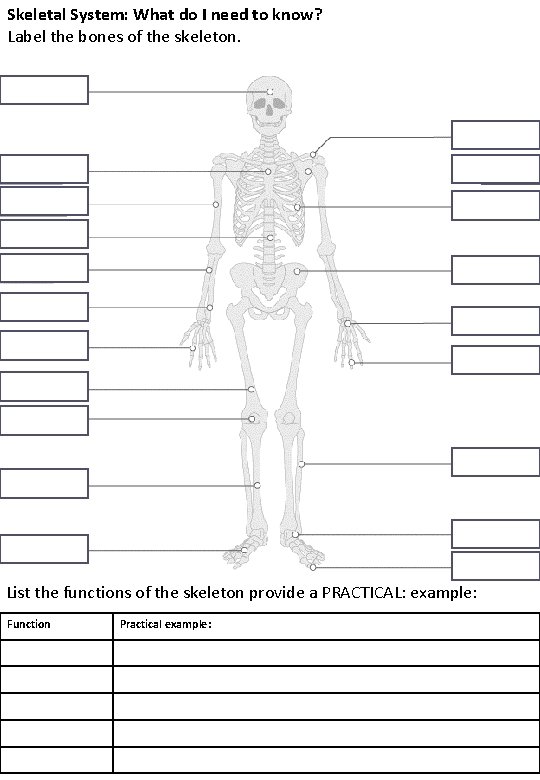 Skeletal System: What do I need to know? Label the bones of the skeleton. Skeletal System: What do I need to know? Label the bones of the skeleton.