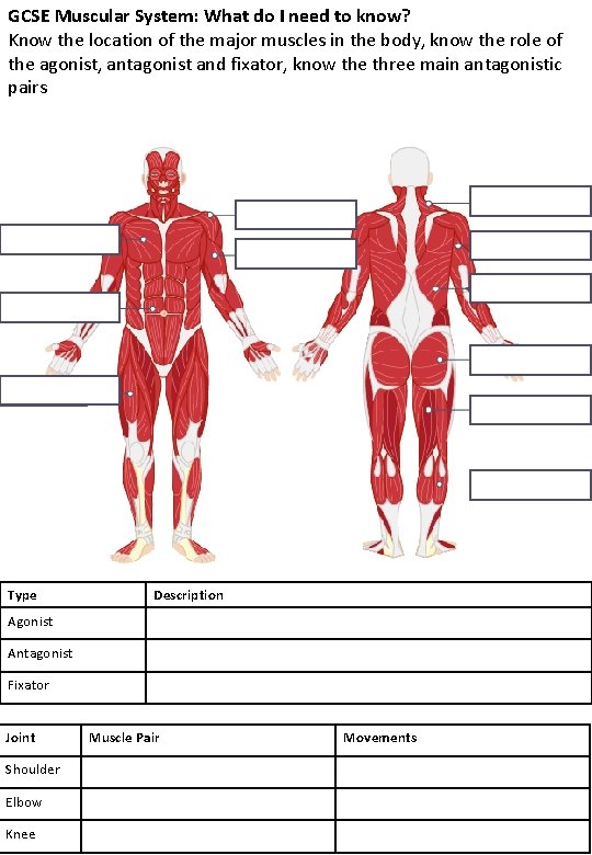 GCSE Muscular System: What do I need to know? Know the location of the GCSE Muscular System: What do I need to know? Know the location of the