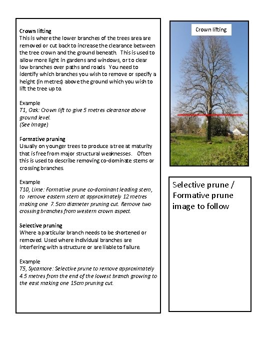 Crown lifting This is where the lower branches of the trees area are removed