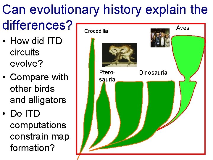 Can evolutionary history explain the differences? Crocodilia Aves • How did ITD circuits evolve?