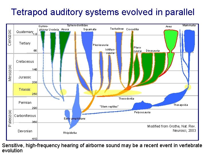 Cenozoic Tetrapod auditory systems evolved in parallel Sphenodontidae Gymno. Squamata phiona Urodela Anura Quaternary