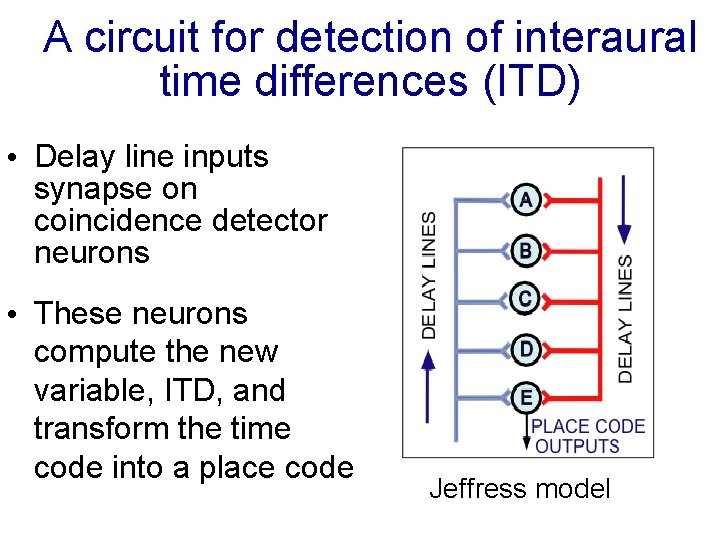 A circuit for detection of interaural time differences (ITD) • Delay line inputs synapse