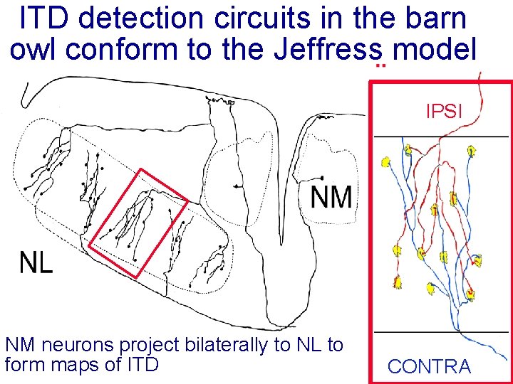 ITD detection circuits in the barn owl conform to the Jeffress model IPSI NM