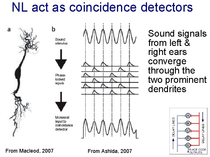 NL act as coincidence detectors Sound signals from left & right ears converge through