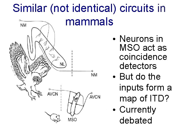 Similar (not identical) circuits in mammals • Neurons in MSO act as coincidence detectors