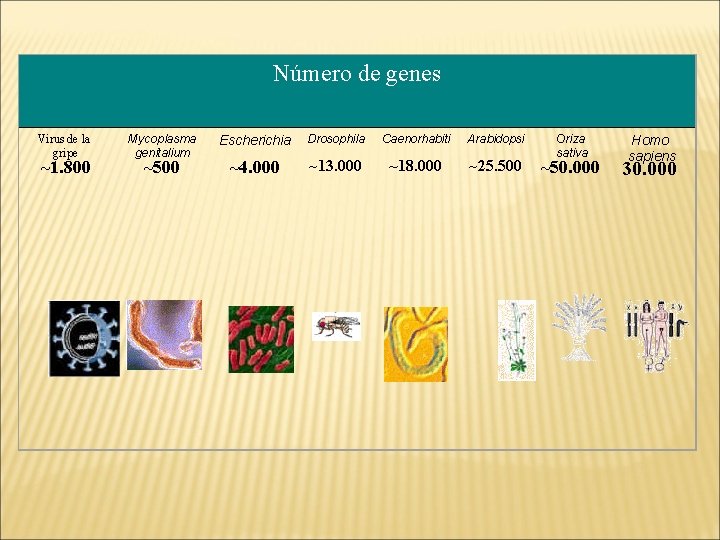Número de genes Virus de la gripe ~1. 800 Mycoplasma genitalium ~500 Escherichia Drosophila