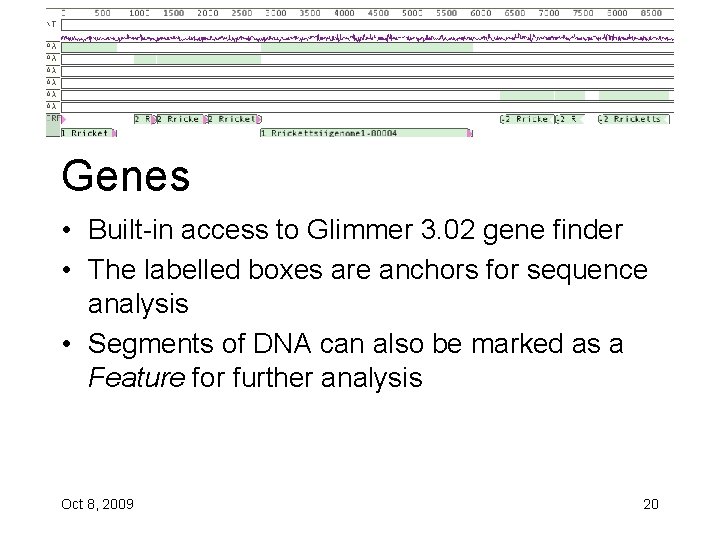 Genes • Built-in access to Glimmer 3. 02 gene finder • The labelled boxes