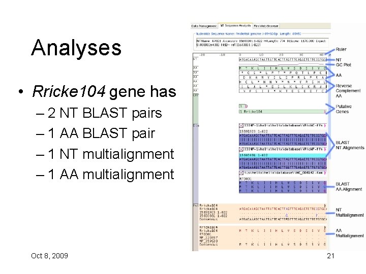 Analyses • Rricke 104 gene has – 2 NT BLAST pairs – 1 AA