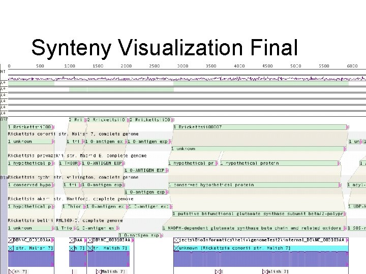 Synteny Visualization Final Oct 8, 2009 31 