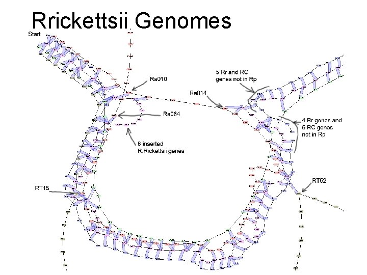 Rrickettsii Genomes Oct 8, 2009 Genomic Spring-Synteny Visualization with IMAS 37 