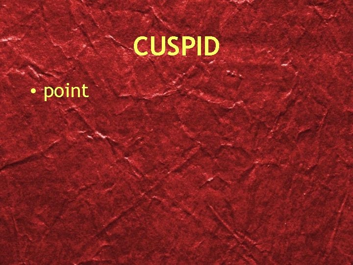 CUSPID • point 