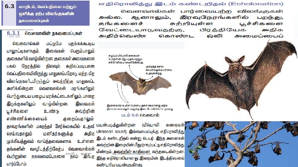 கலவ அம த http: //kalviamuthu. blogspot. com 