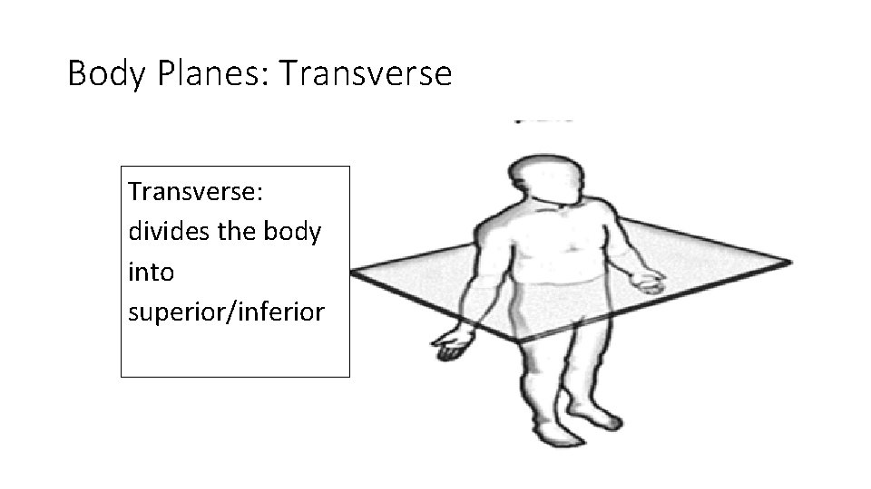 Body Planes: Transverse: divides the body into superior/inferior 