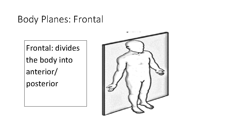Body Planes: Frontal: divides the body into anterior/ posterior 
