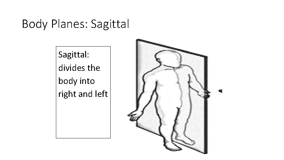 Body Planes: Sagittal: divides the body into right and left 