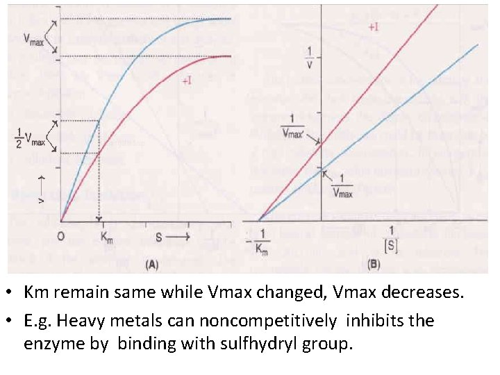  • Km remain same while Vmax changed, Vmax decreases. • E. g. Heavy