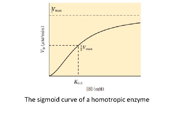 The sigmoid curve of a homotropic enzyme 