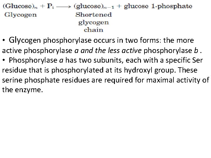  • Glycogen phosphorylase occurs in two forms: the more active phosphorylase a and