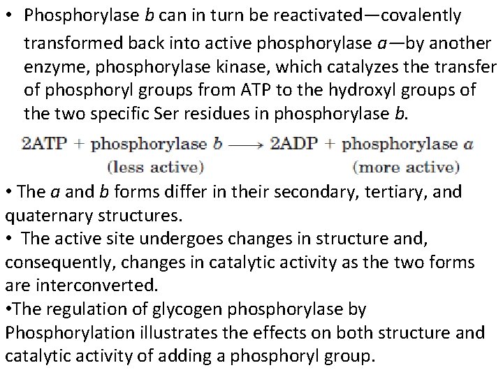  • Phosphorylase b can in turn be reactivated—covalently transformed back into active phosphorylase