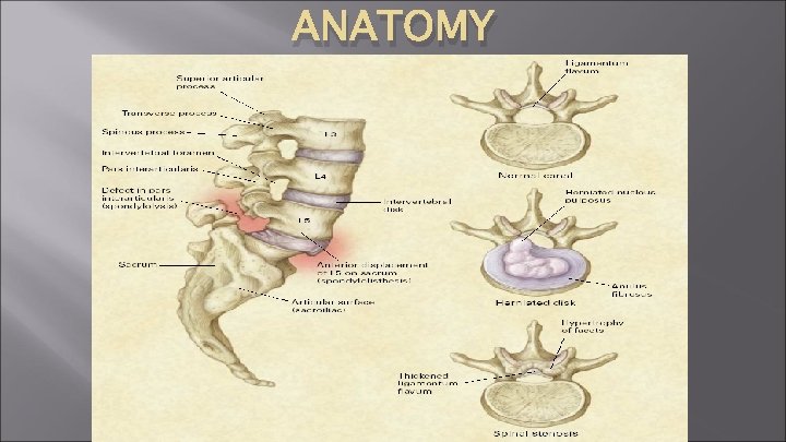 ANATOMY 