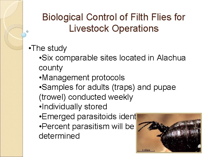 Biological Control of Filth Flies for Livestock Operations • The study • Six comparable