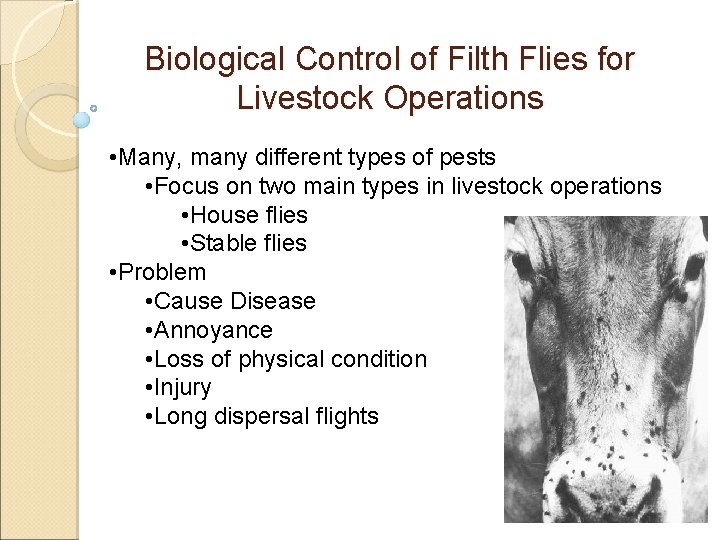 Biological Control of Filth Flies for Livestock Operations • Many, many different types of