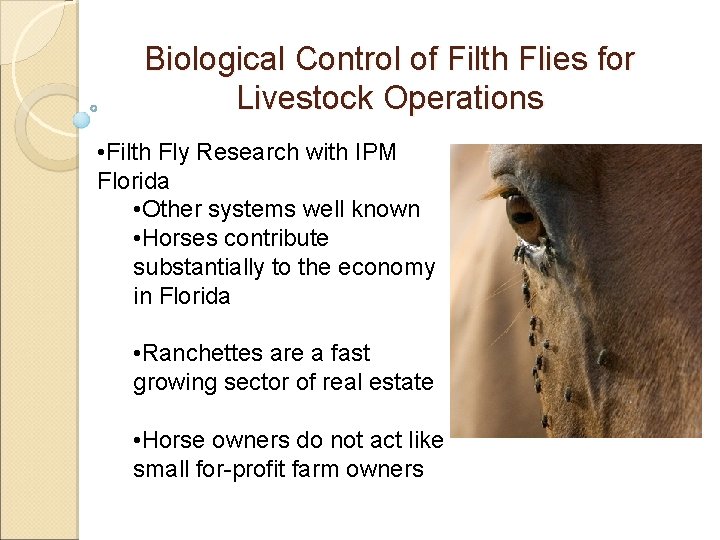Biological Control of Filth Flies for Livestock Operations • Filth Fly Research with IPM