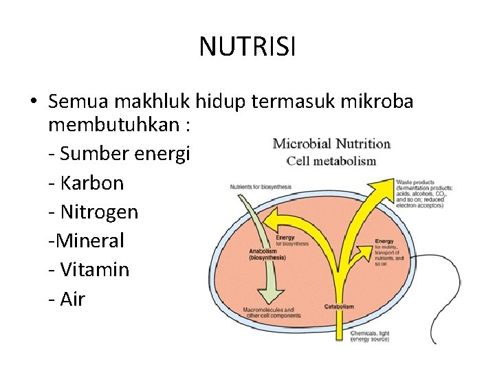NUTRISI • Semua makhluk hidup termasuk mikroba membutuhkan : - Sumber energi - Karbon