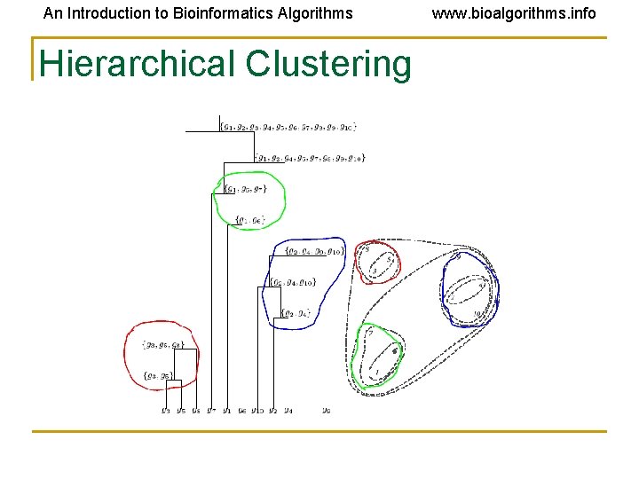 An Introduction to Bioinformatics Algorithms Hierarchical Clustering www. bioalgorithms. info An Introduction to Bioinformatics Algorithms Hierarchical Clustering www. bioalgorithms. info