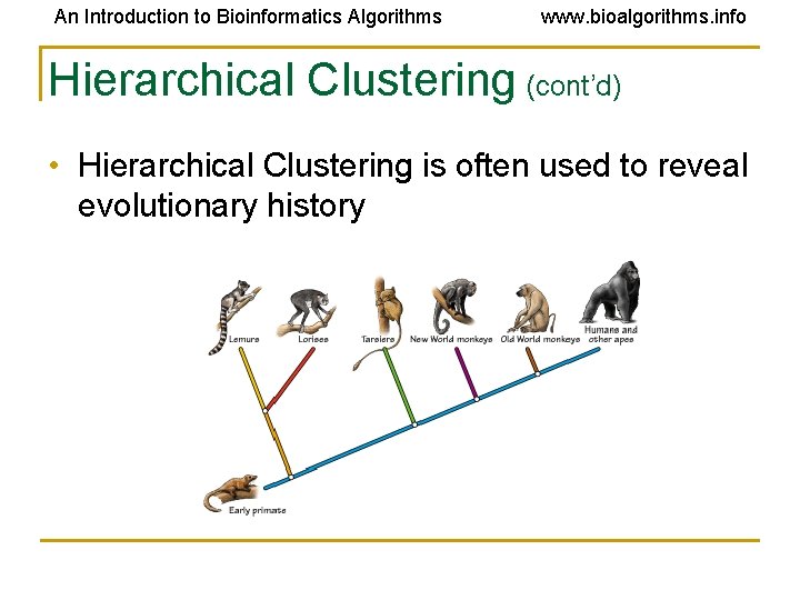 An Introduction to Bioinformatics Algorithms www. bioalgorithms. info Hierarchical Clustering (cont’d) • Hierarchical Clustering An Introduction to Bioinformatics Algorithms www. bioalgorithms. info Hierarchical Clustering (cont’d) • Hierarchical Clustering