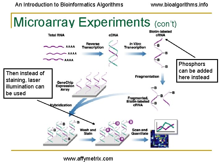 An Introduction to Bioinformatics Algorithms www. bioalgorithms. info Microarray Experiments (con’t) Phosphors can be An Introduction to Bioinformatics Algorithms www. bioalgorithms. info Microarray Experiments (con’t) Phosphors can be