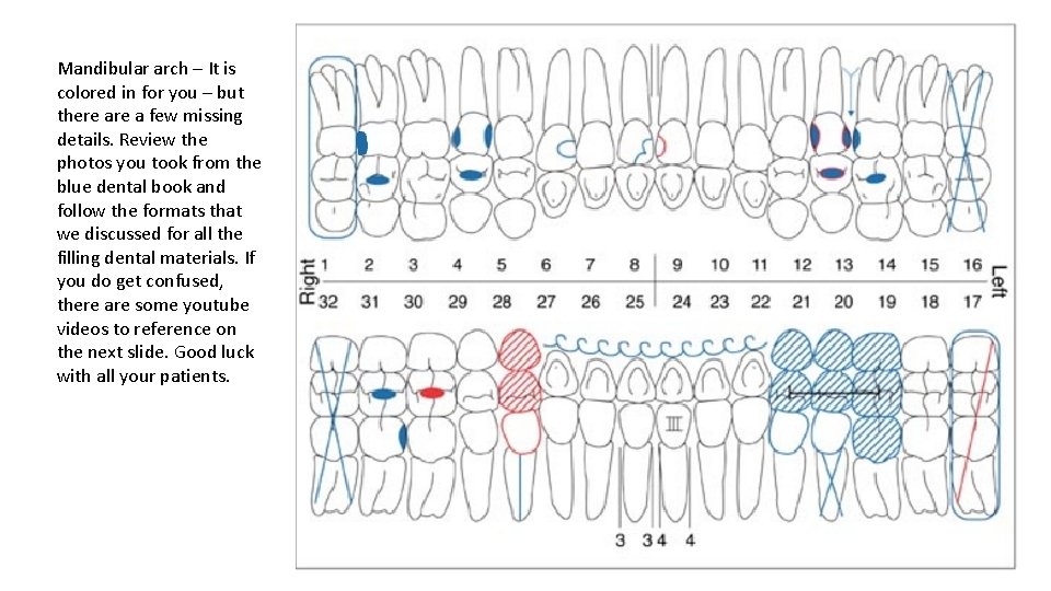 Mandibular arch – It is colored in for you – but there a few
