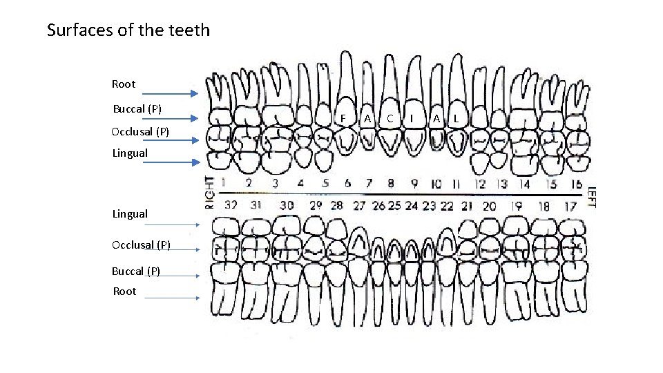 Surfaces of the teeth Root Buccal (P) Occlusal (P) Lingual Occlusal (P) Buccal (P)