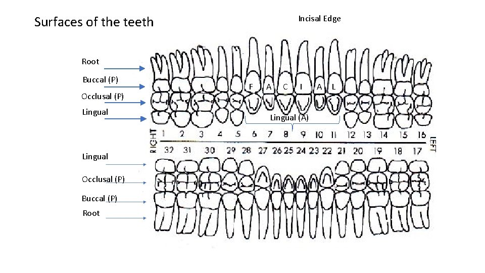Surfaces of the teeth Incisal Edge Root Buccal (P) Occlusal (P) Lingual Occlusal (P)