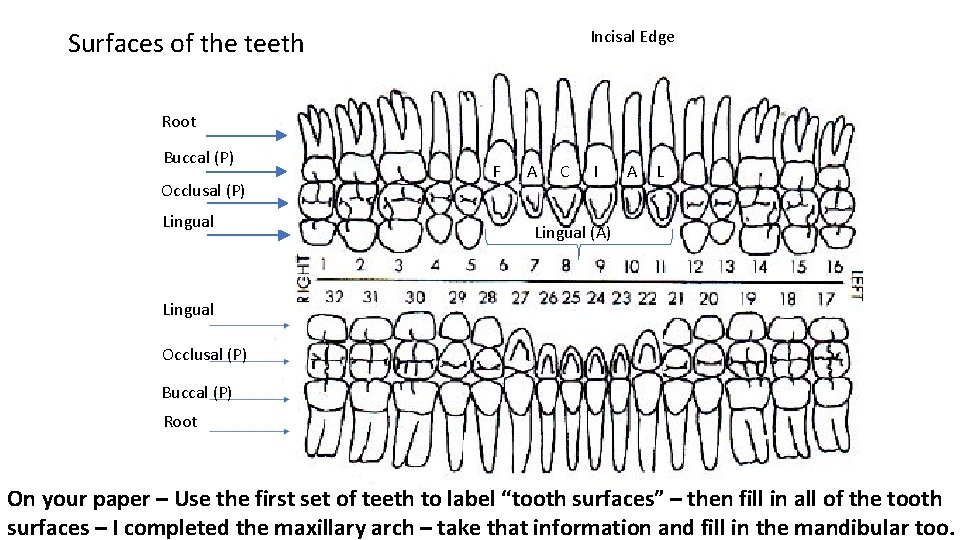 Dental Charting With this powerpoint you will be