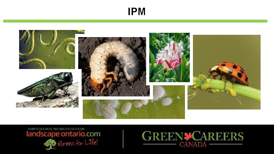 IPM 