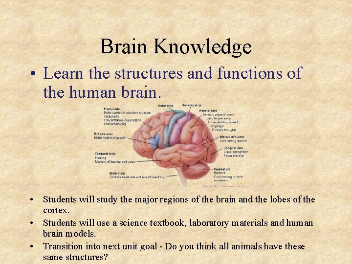 Brain Knowledge • Learn the structures and functions of the human brain. • Students