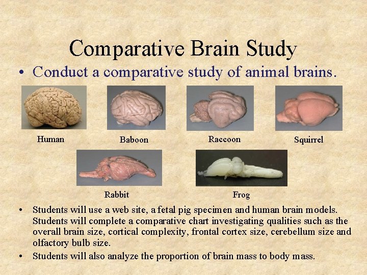 Comparative Brain Study • Conduct a comparative study of animal brains. Human Baboon Rabbit