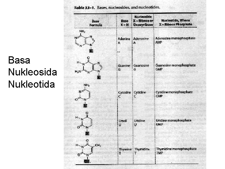 Basa Nukleosida Nukleotida 