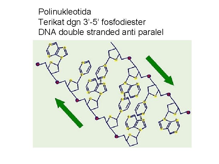 Polinukleotida Terikat dgn 3’-5’ fosfodiester DNA double stranded anti paralel 