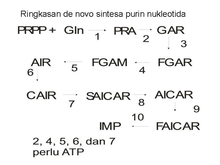 Ringkasan de novo sintesa purin nukleotida 