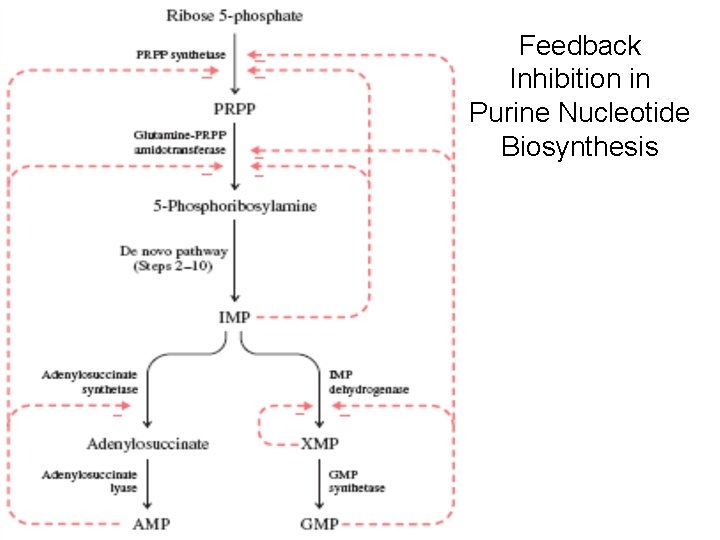 Feedback Inhibition in Purine Nucleotide Biosynthesis 