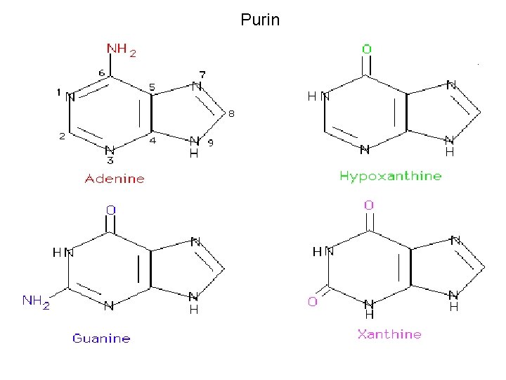 Purin 