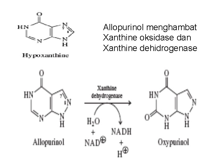 Allopurinol menghambat Xanthine oksidase dan Xanthine dehidrogenase 