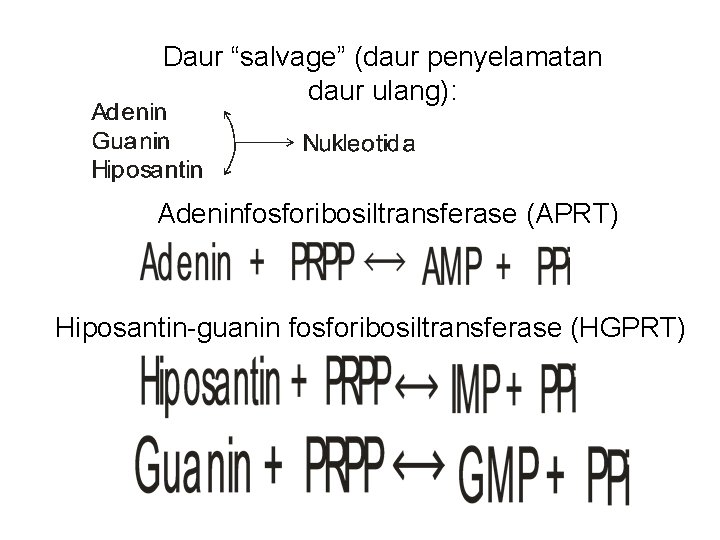 Daur “salvage” (daur penyelamatan daur ulang): Adeninfosforibosiltransferase (APRT) Hiposantin-guanin fosforibosiltransferase (HGPRT) 