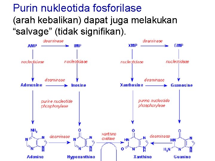 Purin nukleotida fosforilase (arah kebalikan) dapat juga melakukan “salvage” (tidak signifikan). 