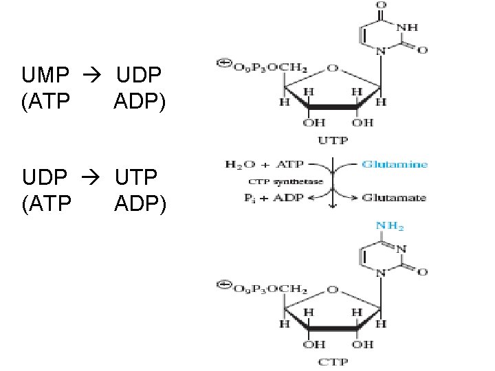 UMP UDP (ATP ADP) UDP UTP (ATP ADP) 